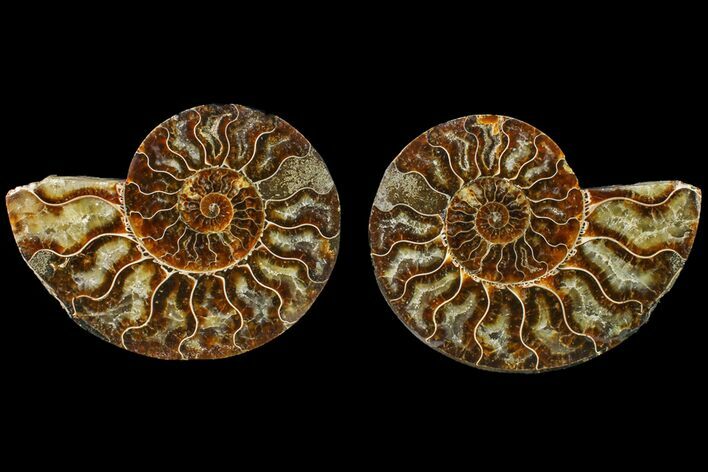 Bargain, Agate Replaced Ammonite Fossil - Madagascar #158326